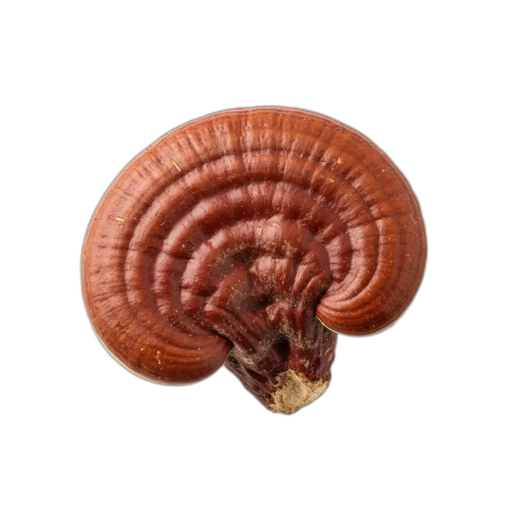 Μανιτάρι Reishi - παραδοσιακό συστατικό για ευεξία